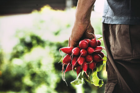 Best Radish Types for Fall Image